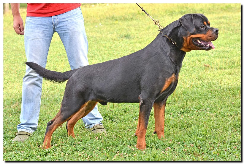 Excalibur vom Quercus Wald Excalibur vom Quercus Wald